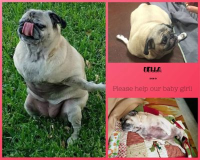 Bella from Pug Nation Rescue of LA