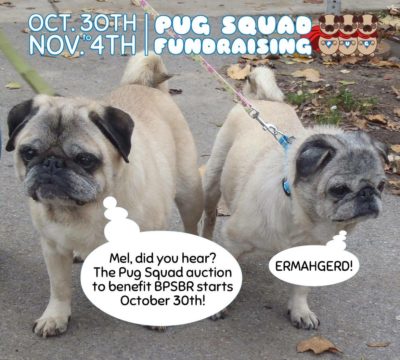 Pug Squad Auction for Buffalo Pug and Small Breed Rescue