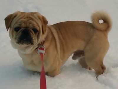 Featured Rescue: Green Mountain Pug Rescue