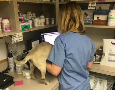 Emoji helps Dr Leonard at Center for Veterinary Care go over her talking points about tick prevention in dogs and Lyme disease