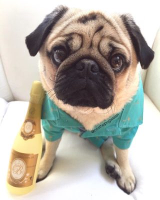 Milo the pug pawties with bubbly