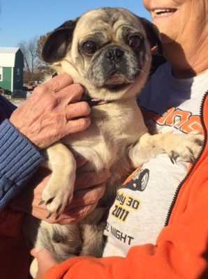 Featured Rescue - MOPS Pug Rescue