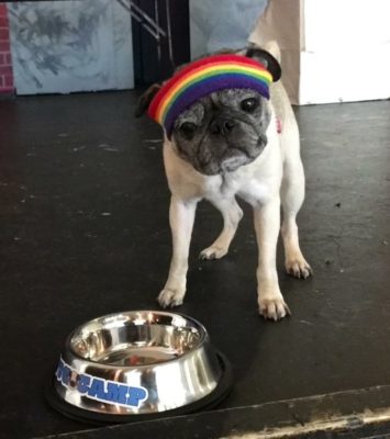 Pug Camp Will My Pug Eat That