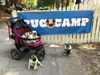 Pug Camp banner