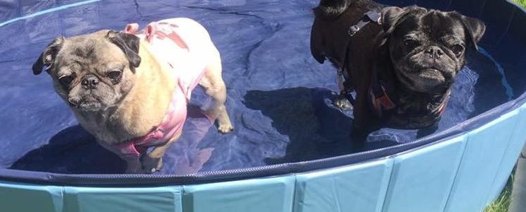 Bella and Lenny the pugs go swimming