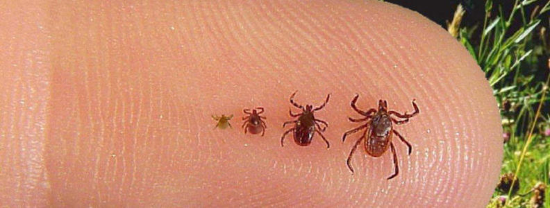 Identifying ticks is important to tick prevention in dogs