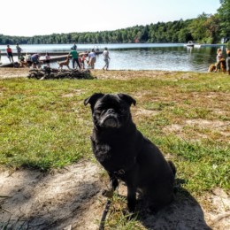 Pixel the pug at the lake