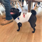 Pug Squad