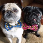 Pug Squad